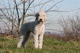 BEDLINGTON TERRIER 097